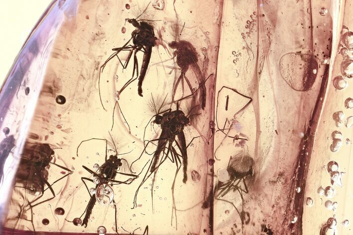 Detailed Fossil True Midge Swarm (Chironomidae) In Baltic Amber #325487